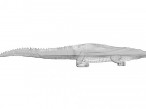 Crocodile 3D Model