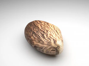 Nutmeg 3D Model