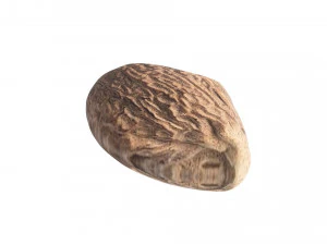 Nutmeg 3D Model