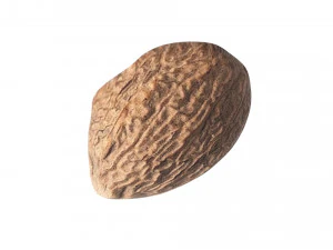Nutmeg 3D Model