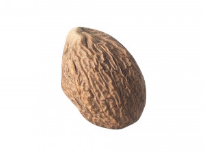 Nutmeg Modello 3D