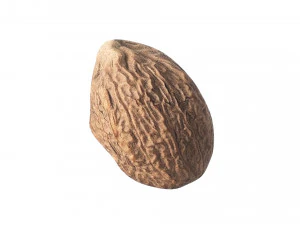 Nutmeg 3D Model