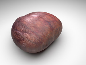 Chestnut Modelo 3D