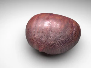 Chestnut 3D Model