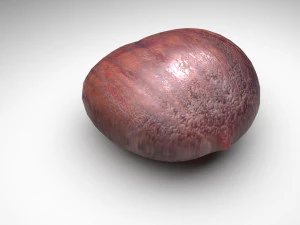 Chestnut 3D Model