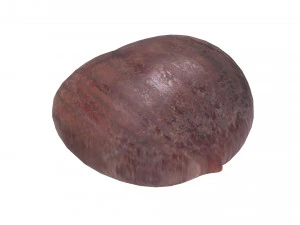 Chestnut 3D Model