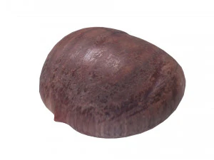 Chestnut 3D Model