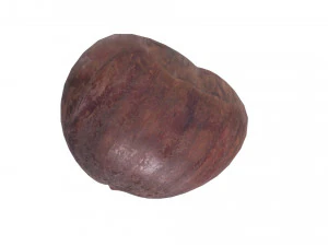 Chestnut 3D Model