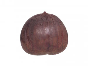 Chestnut 3D Model