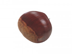 Chestnut Seed 3D Модель