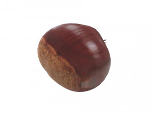 Chestnut Seed 3D Model