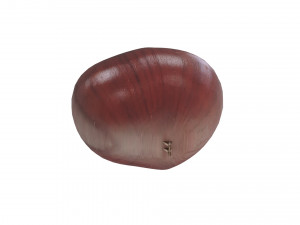 Chestnut Seed 3D Модель