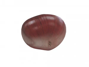 Chestnut Seed 3D Model
