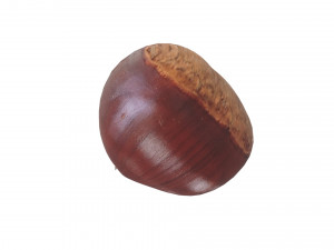 Chestnut Seed 3D Модель