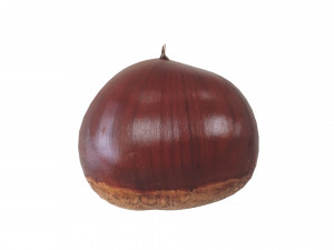 Chestnut Seed 3D Модель