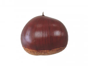 Chestnut Seed 3D Model