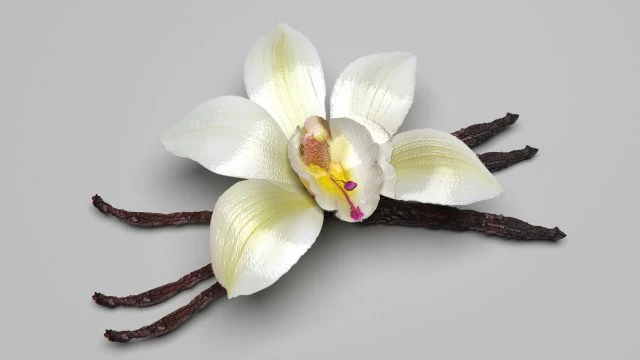 バニラ 3Dモデル .c4d .max .obj .3ds .fbx .stl .blend 