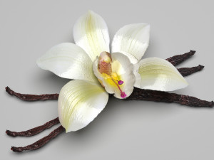 Vanilla 3D Model