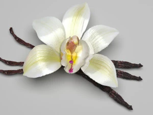 バニラ 3Dモデル