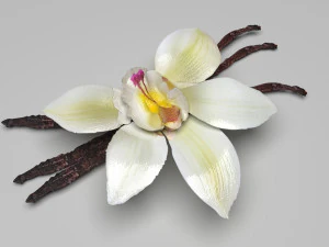 バニラ 3Dモデル