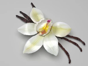 バニラ 3Dモデル