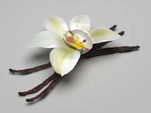 バニラ 3Dモデル