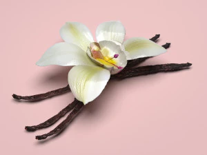 バニラ 3Dモデル