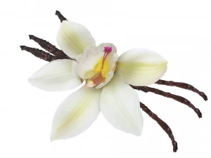 バニラ 3Dモデル