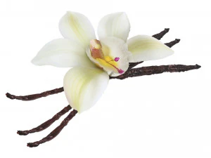 バニラ 3Dモデル