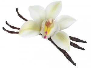 バニラ 3Dモデル