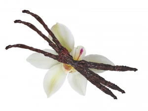 バニラ 3Dモデル