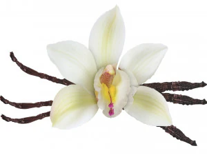 バニラ 3Dモデル