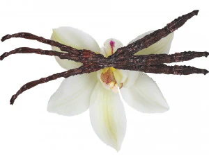 バニラ 3Dモデル