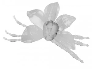 バニラ 3Dモデル