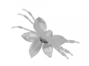 バニラ 3Dモデル