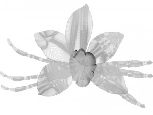 バニラ 3Dモデル