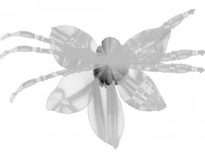 バニラ 3Dモデル