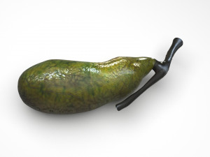 Gallbladder 3D 模型