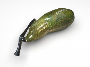 Gallbladder 3D 模型