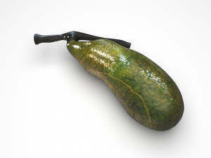 Gallbladder 3D 模型