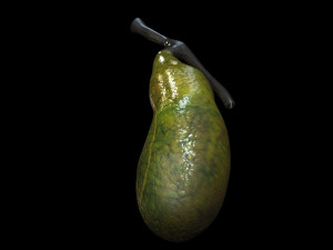 Gallbladder 3D 模型