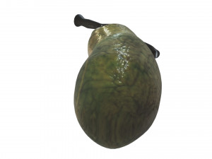 Gallbladder 3D 模型