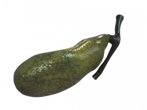 Gallbladder 3D 模型