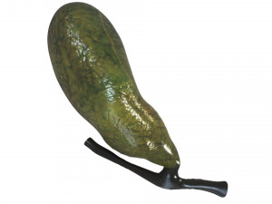 Gallbladder 3D 模型