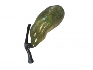 Gallbladder 3D 模型