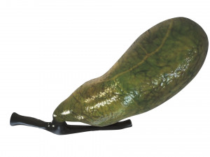 Gallbladder 3D 模型