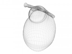 Gallbladder 3D 模型