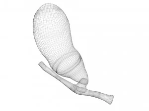 胆嚢 3Dモデル