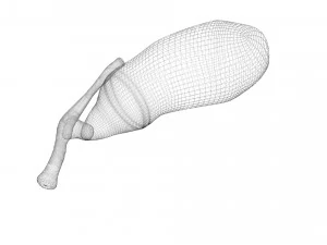 胆嚢 3Dモデル