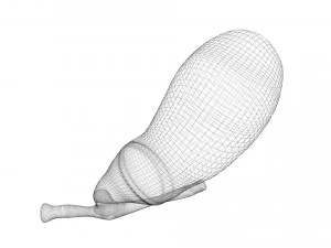 胆嚢 3Dモデル